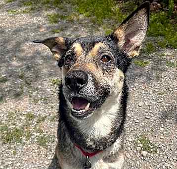 Photo of CHIEF