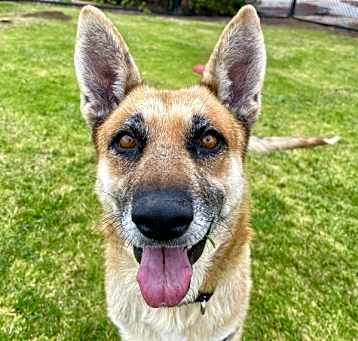 Photo of Nala