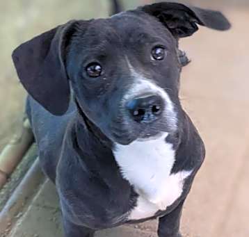 Photo of Nova