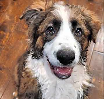 Photo of Scarlet