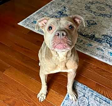 Photo of Junie B Jones