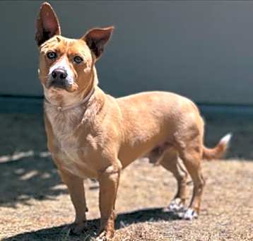 Photo of BOGART