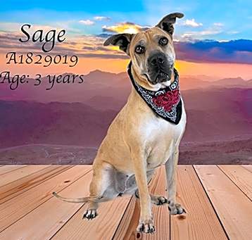 Photo of SAGE
