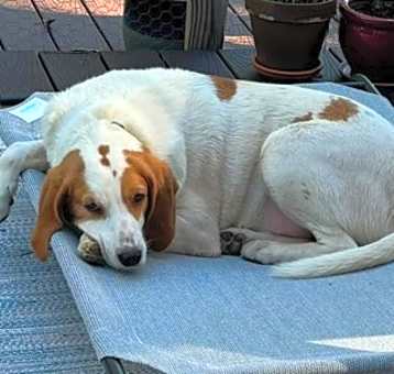 Photo of Baxter