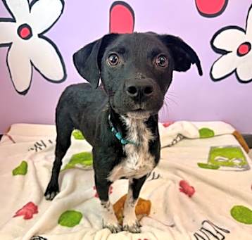 Photo of Jethro