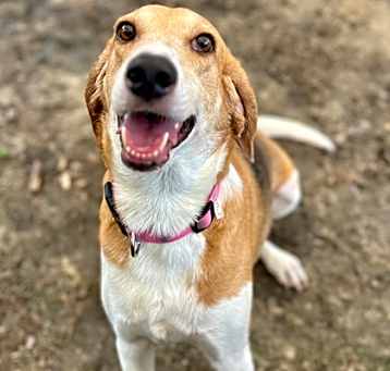 Photo of Honey/Daisy