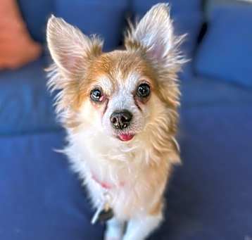 Photo of Spartacus