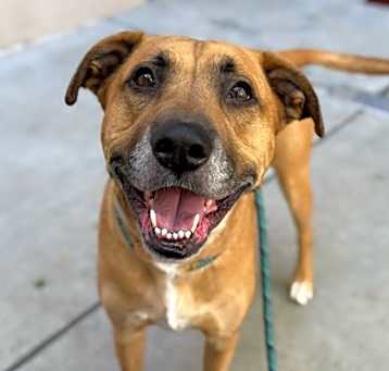Photo of Stitch