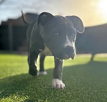 Photo of Bug