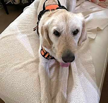 Photo of Oakley