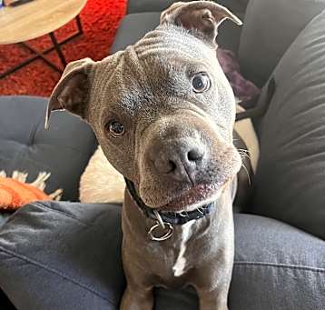 Photo of Blue