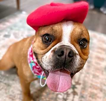 Photo of Jelly Bean Love Queen