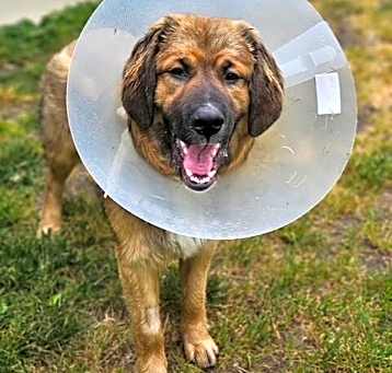 Photo of Rex