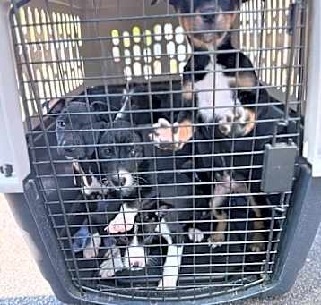 Photo of Rayne_puppy 3