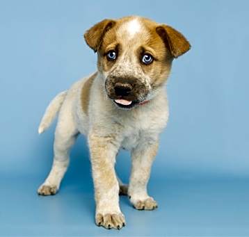 Photo of GOOSE