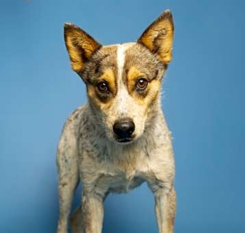 Photo of HUMPHREY