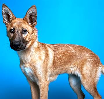 Photo of BISCOTTI