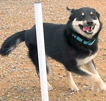 Photo of SILVER