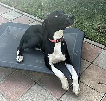Photo of Sheba