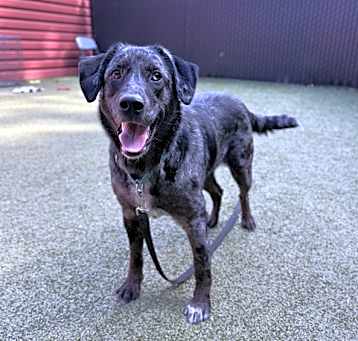Photo of Remington