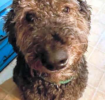 Photo of Doodle Biscuit