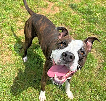 Photo of Oreo