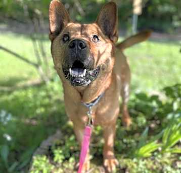 Photo of Blitzen