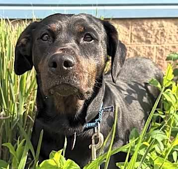 Photo of Keelo