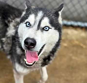 Photo of Ace