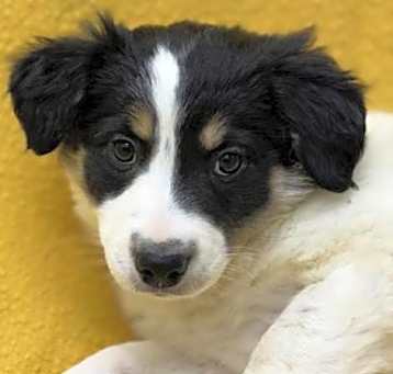 Photo of Josie