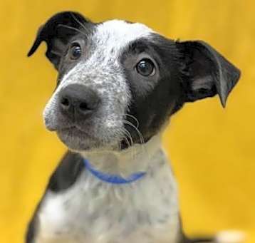 Photo of Dexter