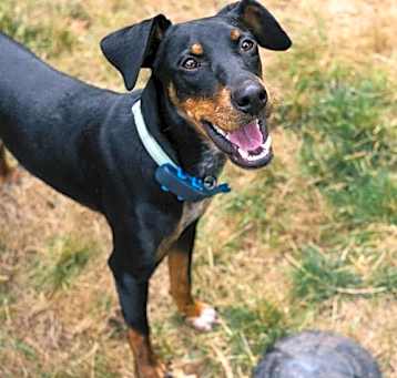 Photo of Pippin