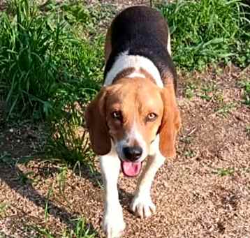 Photo of Scout
