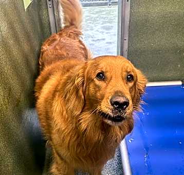 Photo of DODGER