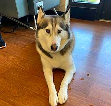 Photo of Bella*