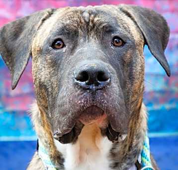 Photo of Tarzan