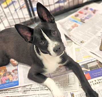 Photo of Lilo Layla BW
