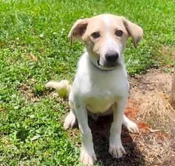 Photo of Butterscotch
