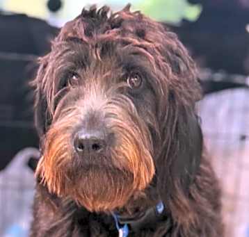Photo of Millie