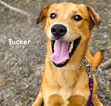 Photo of Tucker