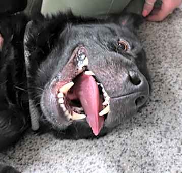 Photo of Hoss The Boss