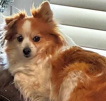 Photo of Riley
