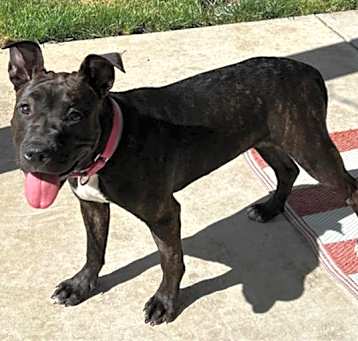 Photo of PETUNIA