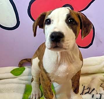 Photo of Buckeye