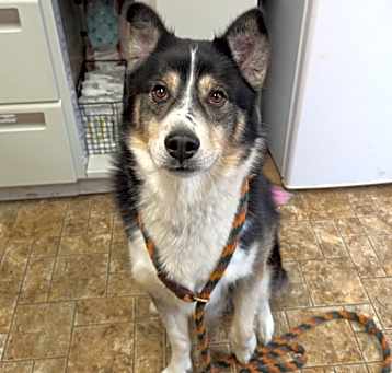 Photo of Tucker