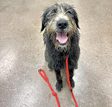 Photo of Copper