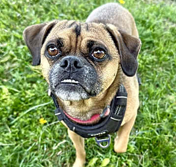 Photo of Brewster