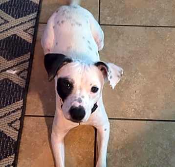Photo of Apache