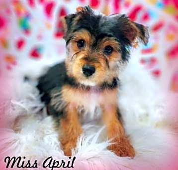 Photo of Miss April