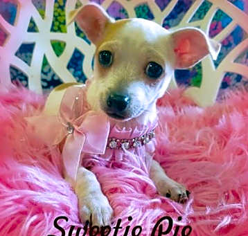 Photo of Sweetie Pie